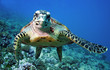 Tutle