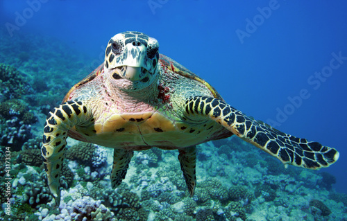 Photo: Tutle Tutle
