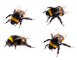 Bumblebee macro view isolated