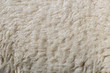 Sheep wool