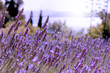 Lavender and sea.