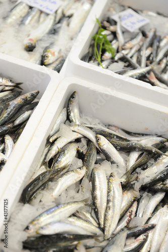 Foto: Sardinas Sardinas