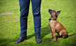 Hund Training