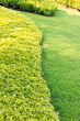 green grass background