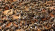 Vídeo: Bees in the hive Bees in the hive