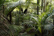 Photo: Forest Forest