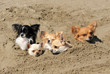chihuahuas in the sand