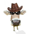 Funny cow portrait, isolated on white background