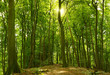 Sonniger Sommerwald