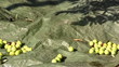 Olive fruits falling to the ground timelapse