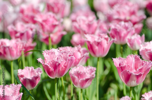 Photo: Garden with tulip flowers in summer Garden with tulip flowers in summer