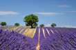 Foto: LLavender field. The plateau of Valensole in Provence LLavender field. The plateau of Valensole in Provence