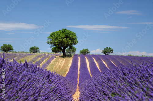 Photo: LLavender field. The plateau of Valensole in Provence LLavender field. The plateau of Valensole in Provence