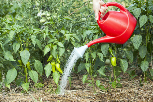 Photo: vegetable garden watering vegetable garden watering