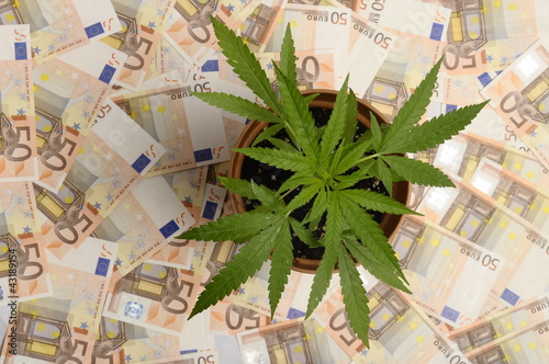 Photo: Cannabis plant and lot of euro money from drug Cannabis plant and lot of euro money from drug