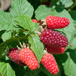 Taybeeren