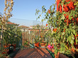 red tomatoes grown in a pot on a terrace of an apartment buildin