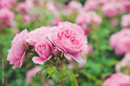 Photo: Pattern rose bush Pattern rose bush
