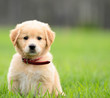 Puppy Sitting In the grass with copyspace on the right.