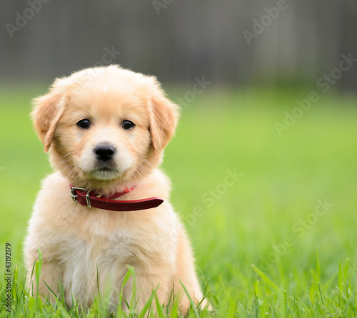 Photo: Puppy Sitting In the grass with copyspace on the right. Puppy Sitting In the grass with copyspace on the right.