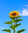 Photo: sunflower sunflower