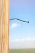 Wooden board with nails