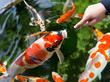Koi schaut aus dem Wasser