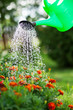 Photo: Watering the flowers Watering the flowers