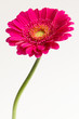 Gerbera