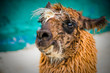 Lama In The Zoo