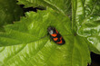 Photo: Blutzikade (Cercopis vulnerata) Blutzikade (Cercopis vulnerata)