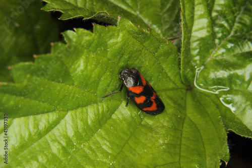 Foto: Blutzikade (Cercopis vulnerata) Blutzikade (Cercopis vulnerata)