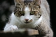 fokusierte Katze