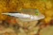 Sharpnose Puffer Fish Hovering in the vicinity of coral reef.