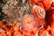 Red Christmas Tree Worm