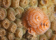 Orange and White Christmas Tree Worm