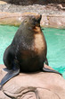 Foto: Seal.. Seal..