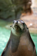 Foto: Seal.. Seal..