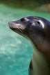 Foto: Seal.. Seal..