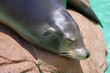 Foto: Seal.. Seal..