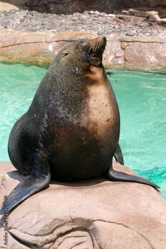 Photo: Seal.. Seal..