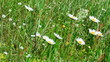 Video: Meadow flowers swaying in the wind Meadow flowers swaying in the wind