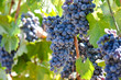 Photo: Grapes on the Vine Grapes on the Vine