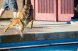 Malinois in the Air