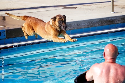 Photo: Malinois Hang Time Malinois Hang Time