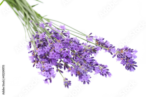 Foto: Lavendel auf weißem Hintergrund Lavendel auf weißem Hintergrund