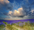 field of lavander