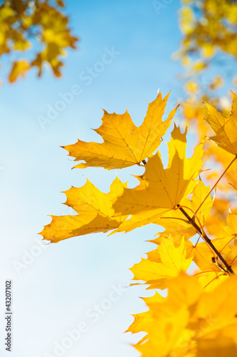 Photo: Herbstblätter Herbstblätter