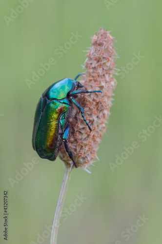 Photo: Protaetia affinis Protaetia affinis