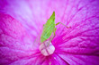 macro